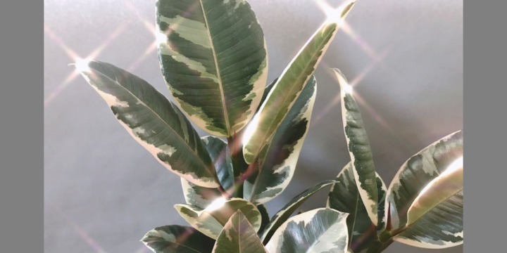 Why The Rubber Tree Should Be Your First Indoor Plant